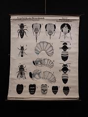 Bienenkunde Schulkarte aus Papier, Lehrkarte, Wandbild, ca. B 99,5 x H 128 cm
