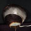 Muschelleuchte ArtNr.4135