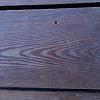Pitch Pine Art Nr.: 1662