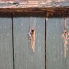 Fensterladen "Aquarell" ArtNr. 2075