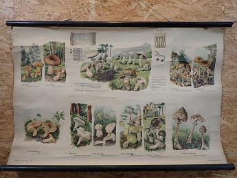 Lehrtafel Essbare Pilze II ArtNr.3107