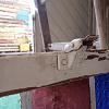 Fenster mit Buntglasscheiben ArtNr.2772