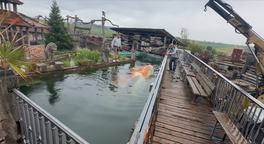Ein neues Zuhause für die Fische